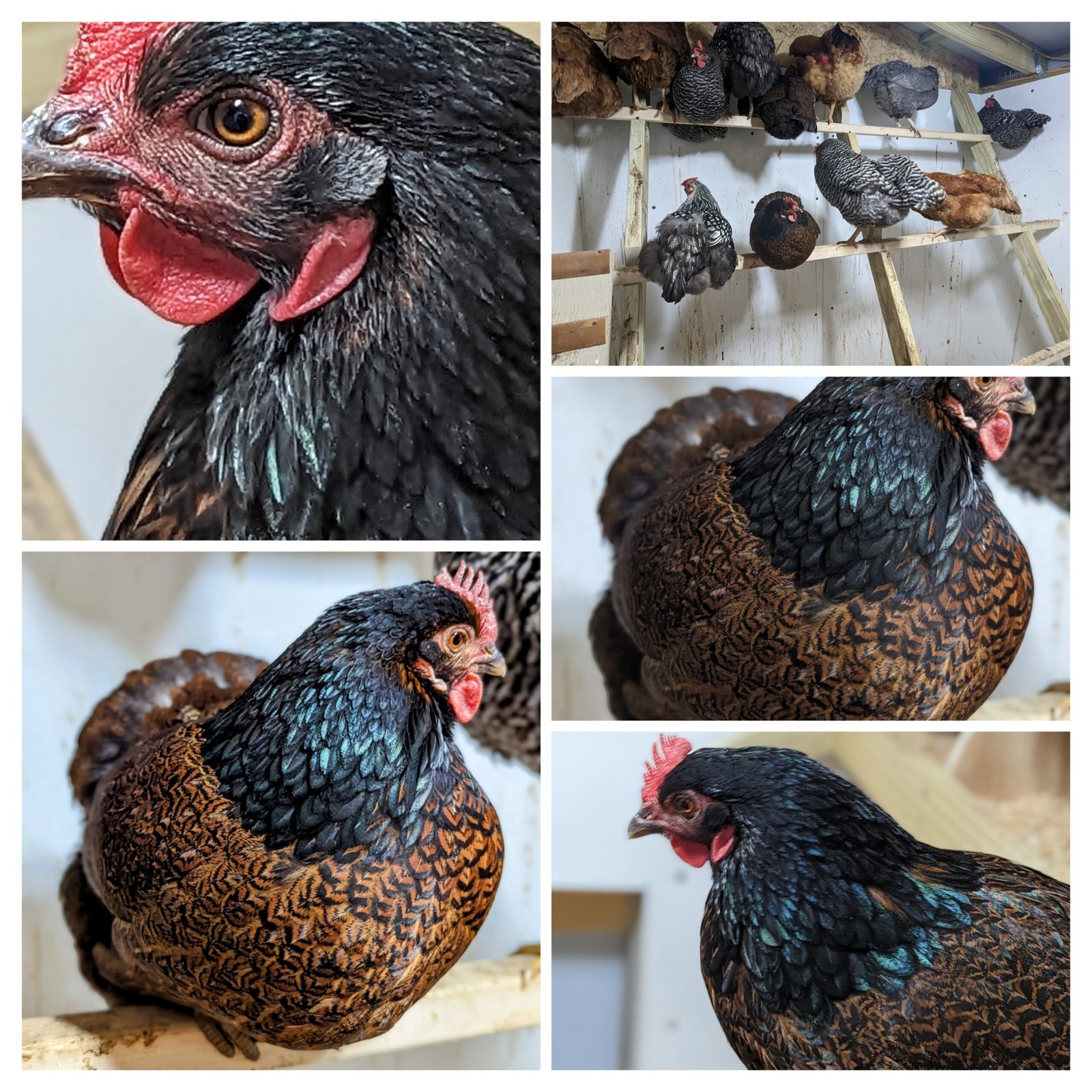Rocky Branch Chicken Ranch - COLLAGE - hens